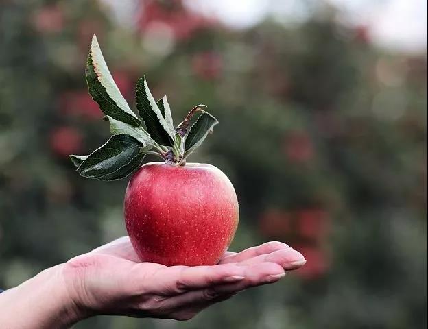 苹果和它一起煮！咳嗽“去无影”，见效快!(图2)